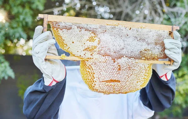 Beekeeping, nature and hands with honey frame ready to harvest, extraction and collect natural product from bees. Sustainable farming, agriculture and beekeeper with organic honeycomb from beehive.