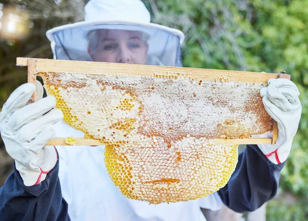 Honey, woman and beekeeper working in the countryside for agriculture, honey farming and production. Sustainability, honeycomb and raw product in frame with worker harvesting, process and extract.