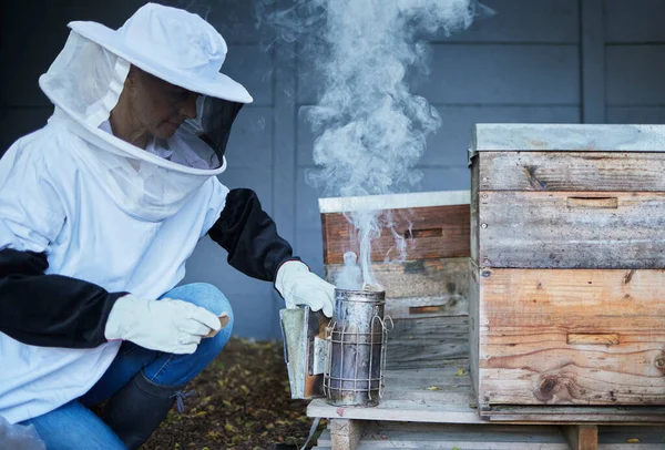 Bees, woman and smoke for honey, agriculture production and eco sustainability process in environment. Beekeeper in suit smoking insects in honeycomb box, container and frame for sustainable farming.