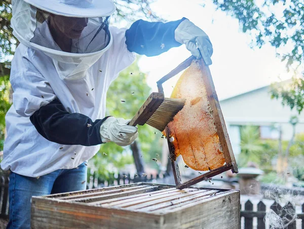 Bees, honey and brush for agriculture, sustainability and bee farmer production with a frame. Working farm employee brushing and doing farming inspection for small business with golden honeycomb.