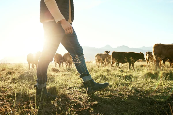 Farm, countryside and farmer with cow and field for agriculture, sustainability and farming in New Zealand. Livestock, cattle feed with man, sunshine flare and environment with beef and milk source