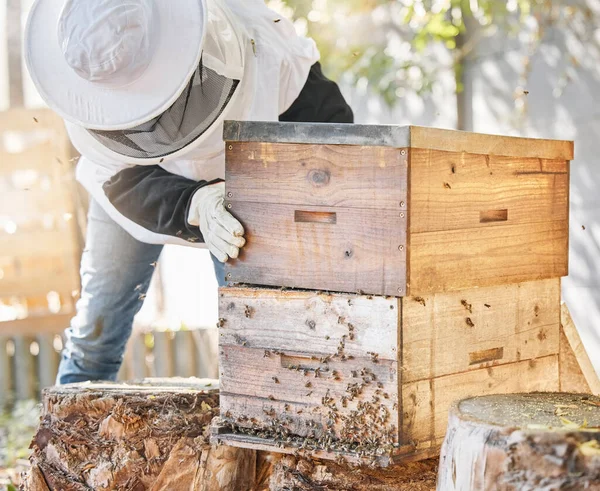 Bees, honey farming and beekeeper with crate, box and beehive for production, inspection process and environment. Beekeeping, insects and honeycomb container for harvest, sustainability and ecology.