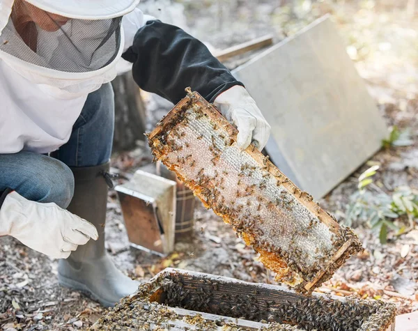 Woman, beekeeper hands or wooden frame check on agriculture farm, sustainability environment or honey farming field. Worker, farmer or insect honeycomb production for healthcare or food export sales.