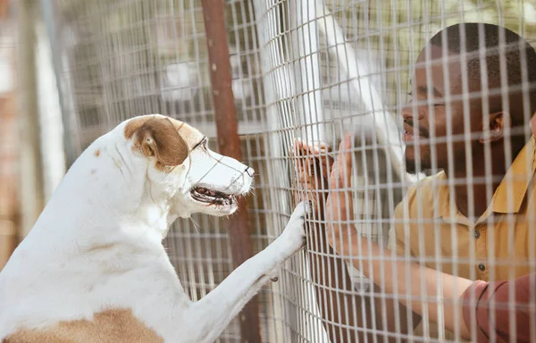 Dog, adoption and animal shelter with a black man volunteer working at a rescue center for foster care. Pet, charity and community with a male and puppy at a kennel for adopting canine pets.