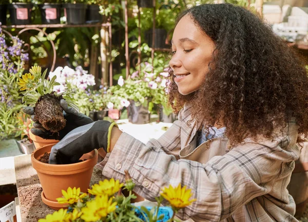 Gardening, botany and garden center with a black woman at work with a potted plant in a nursery as a florist. Small business, nature and spring with a female employee working with plants or flowers.