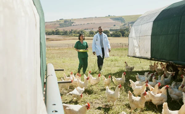 Chicken, farm and vet nurse with doctor for health inspection of eggs. Poultry, agriculture and veterinarian medical team, man and woman getting ready to test egg products for food safety compliance