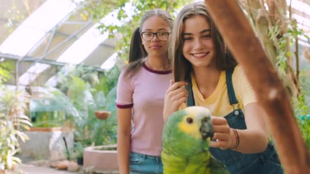 Girls Friends Touching Zoo Parrot School Education Learning Field Trip — Stock Video