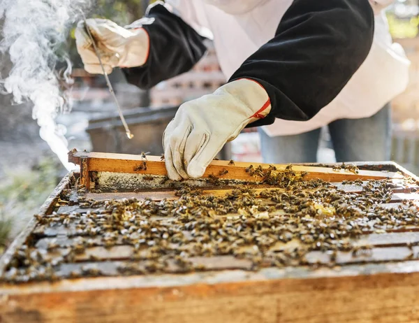 Hands, smoke and beekeeping with a farmer woman at work in the countryside for agriculture or sustainability. Bees, honey and farm with a female beekeeper smoking a hive for organic product extract.