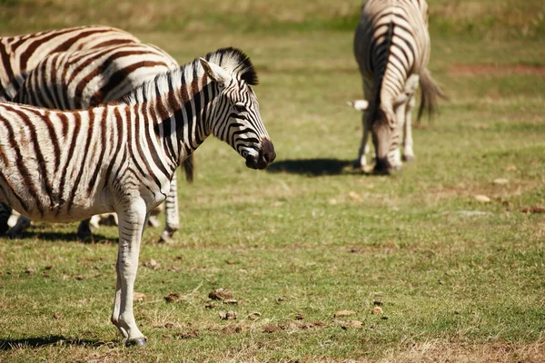 See Things Black White Herd Zebras Grazing Together Savanna — Stock Photo, Image