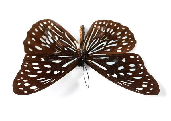 Fragile Splendor Butterfly Studio Shot Butterfly Its Wings Spread Out — Stock Photo, Image
