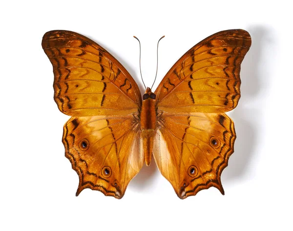 Fragile Splendor Butterfly Studio Shot Butterfly Its Wings Spread Out — Stock Photo, Image