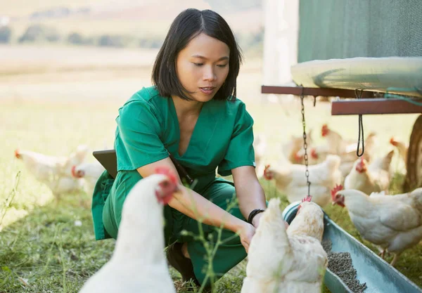 Κοτόπουλο Αγρόκτημα Κτηνίατρο Και Πτηνοτροφία Μια Ασιατική Γυναίκα Σίτιση Ζώων — Φωτογραφία Αρχείου