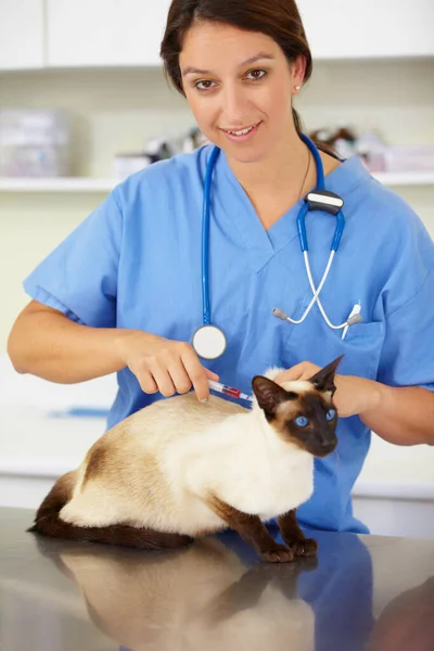 Time for pet inoculations. Portrait of a vet giving a siamese cat an injection