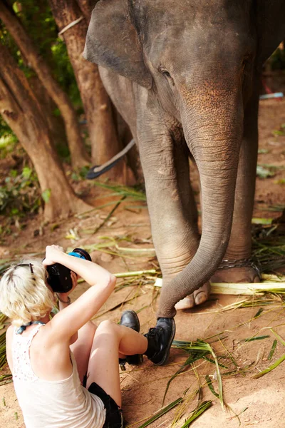 Yuris personal assistant getting up-close and personal with a captive Asian Elephant. A woman sitting and photographing a young captive Asian elephant - Thailand