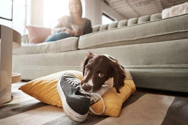 Pet Animal Dog Shoes Living Room Playful Happiness Relaxing Owner — Fotografia de Stock