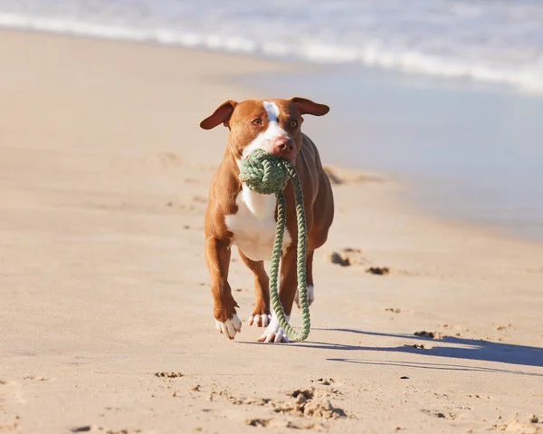 Nobody has more fun than a dog at the beach. an adorable pit bull playing with a piece of rope at the beach