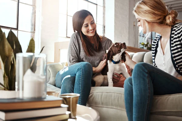 Women, relax pet care and dog on sofa in living room for calm, peace and quality time with pets. Puppy, lifestyle happiness and animal care in home with female owners for love or support on couch.