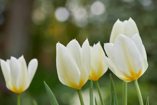 White tulips in my garden. Beautiful white tulips in my garden in early springtime