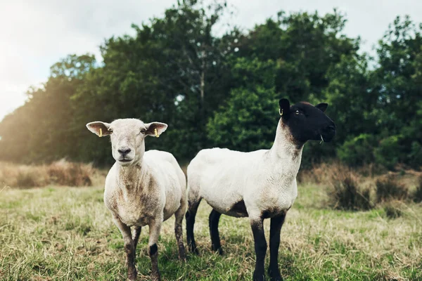 Weree Brothers Cant You See Portrait Two Carefree Sheep Standing — Stockfoto