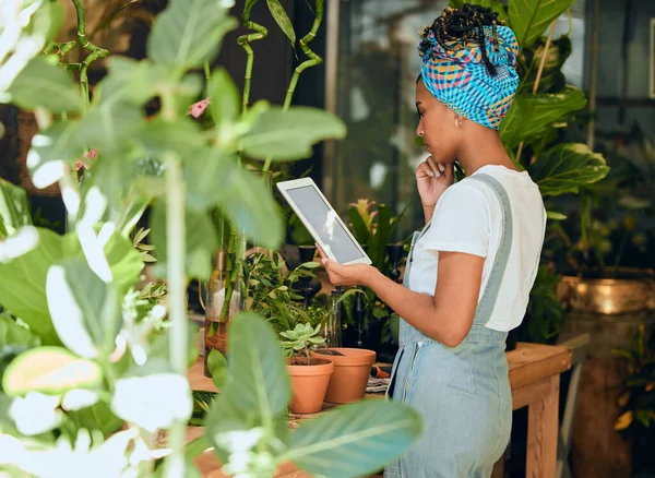 Tablet, small business or black woman with plants research for agriculture development or agro management. Digital app, store manager or entrepreneur working on quality floral sustainability online.