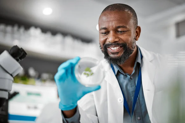 Scientist, research or leaf sample in laboratory, medical engineering or gmo food analytics for farming innovation. Smile, happy or man with science petri dish in pharma study for climate change data.