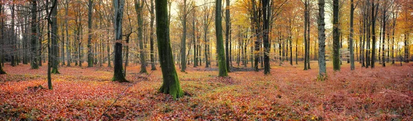 Autumn trees. Before sunset in late autumn forest - DenmarkAutumn - natural background