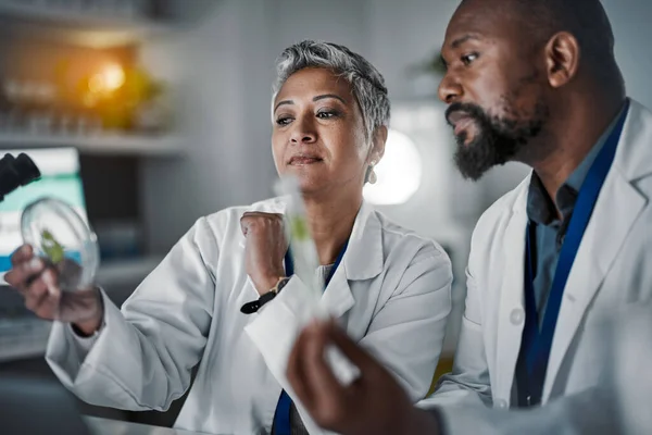 Science Team Woman Plants Petri Dish Black Man Analysis Lab — Stockfoto