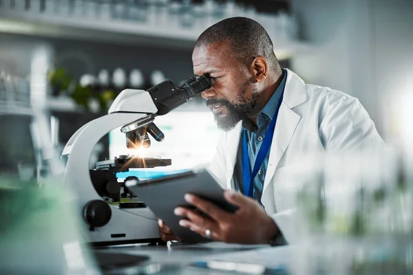 Black man scientist, microscope and plants in lab analysis, biodiversity study and vision for growth with tablet ux. Agriculture science, studying microbiome and laboratory research for future goal.