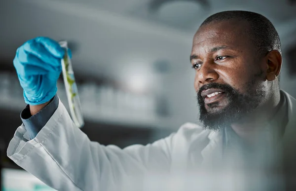 Black man scientist, test tube and leaves in laboratory analysis, biodiversity study and vision for species conservation. Agriculture science, food security innovation or lab research for future goal.