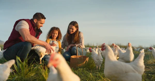 Chicken, farm and family love of happy mom, dad and child enjoy quality time together, talking and bond on countryside field. Poultry farming, free range bird and animal livestock with farmer people.