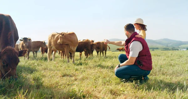 Farm, family and cattle with a girl, mother and father walking on a field for agriculture or sustainability farming. Farmer, love and parents with a daughter on a grass meadow with cows on a ranch.
