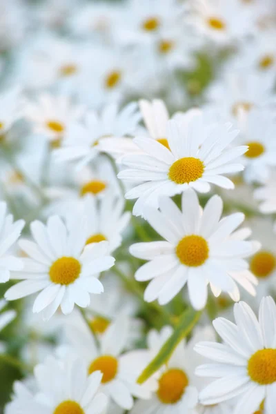 Daisies in bloom. Close-up cropped image of white daisy flowers in bloom