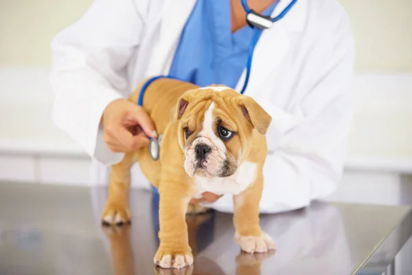 Healthy bundle of cuteness. a vet listening to a playful bulldog puppys heartbeat