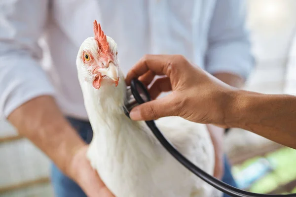 Healthcare, check and vet hands on a chicken for protection from virus, disease and illness on a farm. Analysis, medical and animal with a doctor stethoscope for health, exam and test for agriculture.