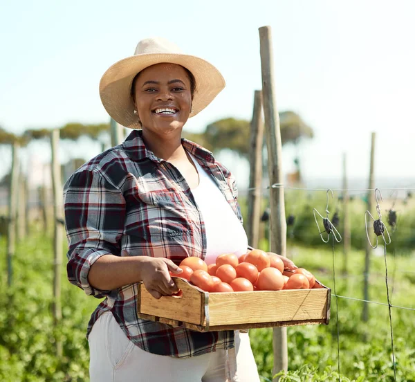 Portrait of a farmer carrying a crate of tomatoes. Young farmer harvesting fresh tomatoes. African american farmer holding a box of tomatoes. Farmer harvesting raw, organic produce