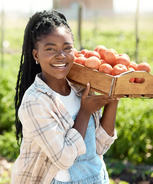 Farmer harvesting organic tomatoes. Happy farmer carrying a crate of tomatoes. African american farmer holding a crate of fresh tomatoes. Portrait of a happy farmer carrying fresh tomatoes.