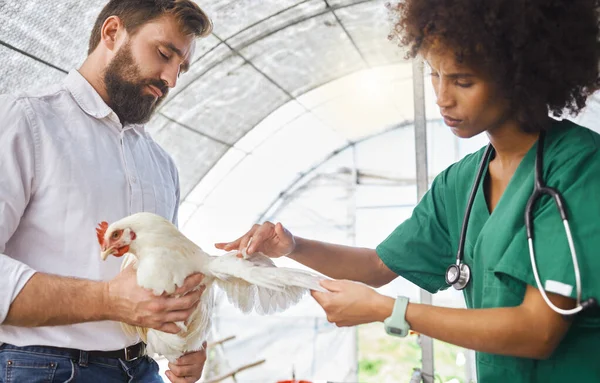 Farming, exam and vet hands on a chicken for protection from virus, disease and illness on a farm. Analysis, medical and animal with a doctor for a health test for agriculture and healthy growth.