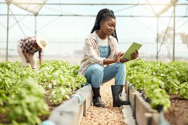Young farmer using a digital tablet in her garden. African american farmer using a wireless tablet in a greenhouse. farmer checking her crops with a digital tablet. Farmer checking plant growth.