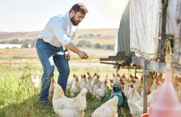 Αγρότης Ζωοτροφές Κοτόπουλο Γεωργία Και Τον Άνθρωπο Υπαίθρια Πουλερικά Και — Φωτογραφία Αρχείου