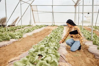 Sera, bahçıvanlık ve sebze yetiştirme, tarım işleri ve çiftçi tedarik zinciri teftişi için siyah kadın. Marul veya gıda kalite güvencesi için tarım, bitki yönetimi ve çevre dostu kişi.