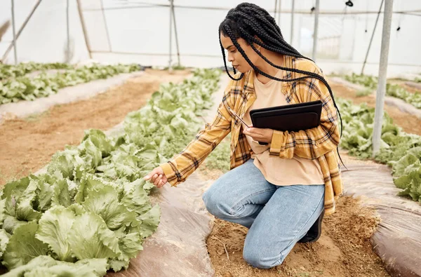 Greenhouse, inspection and black woman vegetables growth checklist, agro business and farmer market progress. Farming, gardening and sustainability person with portfolio for lettuce quality assurance.