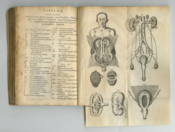 Antique Medical Journal Old Anatomy Book Its Pages Display — Stock Photo, Image