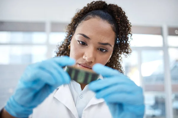 Microchip, research and scientist looking at dna, digital analysis and investigation in a lab. Analytics, science and woman holding an engineering circuit for scientific experiment on electronics.
