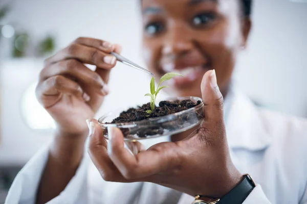 Science laboratory, black woman and plants in Petri dish for agriculture study, sustainability research and food security. Growth soil, eco friendly test and scientist or professional person portrait.