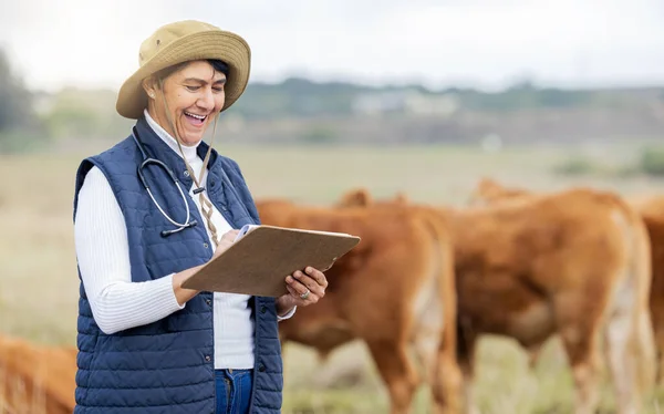 Cow veterinary, agriculture and woman with clipboard for growth inspection, checklist and animal wellness. Farm, healthcare and happy senior vet working in countryside, cattle farming and livestock.