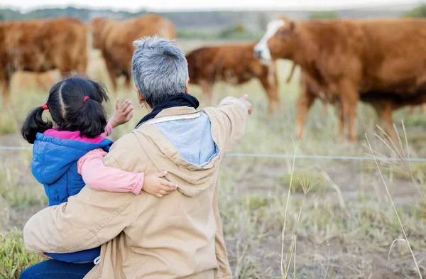Grandmother, girl back and cows on a walk with kid and senior woman in the countryside. Outdoor field, grass and elderly female with child on a family farm on vacation with happiness and fun.