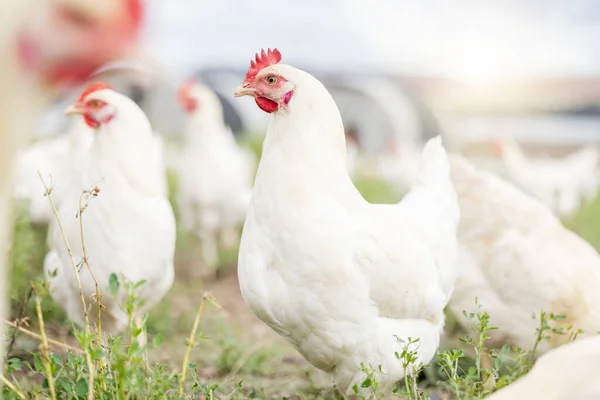 Chicken farming, animals and background field for sustainable production, agriculture growth and food ecology. Poultry farm, birds and environment in countryside for eggs, protein and land in nature.