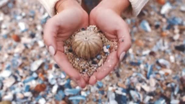 Шкаралупа Пляжний Пісок Руки Жінки Мандрівниці Насолоджуються Тропічними Канікулами Або — стокове відео