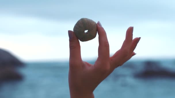 바다나 자연에 껍질을 여인의 손으로 바다를 수있다 수평선 — 비디오