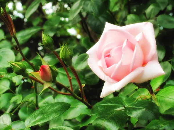 Růže Zahradě Fotografie Krásné Růžové Růže Zahradě — Stock fotografie